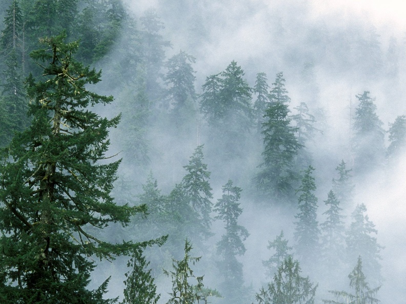 landscapes nature trees forest fog mist desktop 1600x1200 hd-wallpaper-1092568